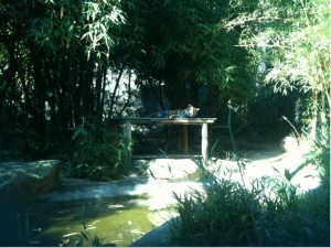 A tiger is lying on a wooden platform in a lush, green environment surrounded by dense bamboo and other vegetation. There is a small pond in the foreground, and sunlight filters through the foliage, creating a serene and natural setting.