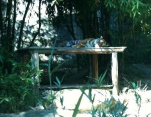 A tiger is lying on a wooden platform in a shaded area surrounded by dense greenery and bamboo plants. The scene appears to be in a zoo or a wildlife sanctuary. The tiger is resting and appears relaxed in its environment.