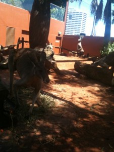 The image shows a zoo or wildlife enclosure with several kangaroos. The enclosure has a reddish-brown ground and is surrounded by a fence and some trees. There are buildings and a tall structure visible in the background. The kangaroos are either standing or lying on the ground, and the area is partially shaded by the trees.