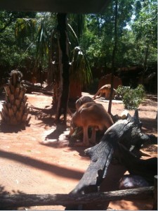 The image shows a zoo enclosure with a kangaroo standing on a sandy ground. The enclosure has various trees and plants, as well as some large pieces of wood and logs scattered around. The background is filled with dense greenery, indicating a naturalistic habitat for the animals. The lighting suggests it is a sunny day.