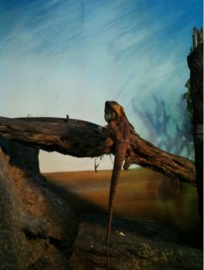 A lizard is perched on a piece of wood in a naturalistic setting. The background features a painted sky with some clouds and a landscape that appears to be a desert or arid environment. The lizard is facing away from the camera, and its long tail is visible. The scene includes rocks and branches, creating a habitat-like environment for the lizard.