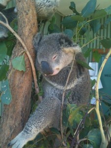 A koala is resting on a tree branch surrounded by green leaves. The koala appears to be sleeping or in a relaxed state, with its eyes closed and body comfortably positioned against the tree. The background includes some foliage and a partially visible structure.