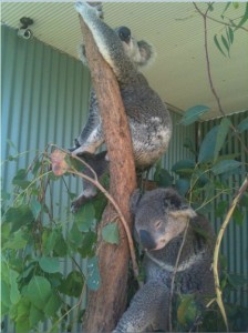 The image shows two koalas on a tree branch. One koala is sitting higher up on the branch, holding onto it with its front paws, while the other koala is lower down, appearing to be resting or sleeping. The tree is surrounded by green leaves, and the background includes a corrugated metal wall.