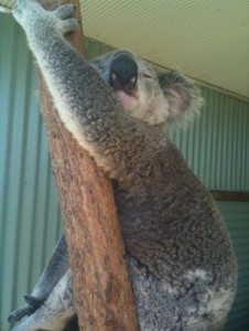 A koala is hugging a tree trunk while sleeping. The koala has its eyes closed and appears to be comfortably resting. The background shows a corrugated metal wall and a roof.