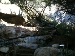 The image shows a rocky outdoor enclosure with various large rocks and boulders. There are some trees and vegetation growing among the rocks, and the area is enclosed by a wire fence. The lighting suggests it is daytime, with sunlight filtering through the trees.