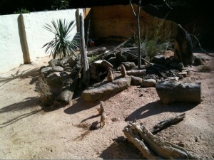 The image shows a desert-like enclosure with sandy ground, rocks, and dry wooden logs. There are a few small animals, possibly meerkats, standing on their hind legs and looking around. In the background, there is a white wall and some desert plants, including a spiky green plant. The scene is well-lit with sunlight casting shadows on the ground.