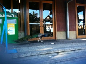 A peacock is standing on the steps in front of a building with large glass doors. The building has wooden frames around the doors and windows. To the left, there is a green vending machine or kiosk with some text and logos on it. The peacock's tail feathers are spread out behind it as it stands on the pavement.