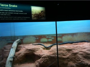 The image shows a display at a zoo or museum featuring a "Fierce Snake," also known as the Inland Taipan. The snake is inside a glass enclosure that mimics its natural habitat, with a sandy, rocky terrain and sparse vegetation. The snake is visible, stretched out along the ground. There is an informational sign above the enclosure that describes the snake as the world's most venomous land snake, noting that its bite can contain enough venom to kill 100,000 mice. The background of the enclosure is painted to resemble an arid landscape.