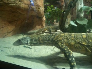 The image shows a large lizard, possibly a monitor lizard, in a terrarium. The lizard has a patterned skin with a mix of yellow and dark spots. The terrarium has a sandy floor, some rocks, and green plants. The background includes a rocky wall, suggesting a desert or arid habitat.