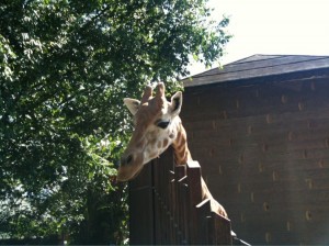 A giraffe is standing near a wooden fence, with its head and neck extending above the fence. There are trees with green leaves in the background, and part of a building with a slanted roof is visible behind the giraffe. The scene appears to be outdoors on a sunny day.