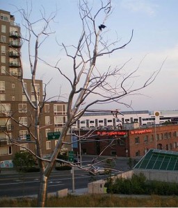 The image shows a cityscape with a leafless tree in the foreground. A bird is perched on one of the branches of the tree. In the background, there are several buildings, including a multi-story apartment building on the left and a brick building with a sign that reads "The Old Spaghetti Factory" on the right. A street with some traffic is visible, and there is a body of water in the distance under a partly cloudy sky.