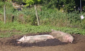 Two pigs are lying in a muddy area in an outdoor setting. The background features a green, leafy environment with a fence and some plants. The pigs appear to be relaxing in the mud.