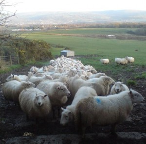 A large flock of sheep is gathered on a muddy path, with some sheep marked with blue paint. In the background, there is a green field with a few more sheep grazing. The landscape extends to rolling hills and a distant horizon under a cloudy sky.