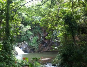 A serene forest scene with a small waterfall flowing into a calm river. The area is lush with dense green foliage, including trees and various plants. The water is surrounded by rocks and vegetation, creating a peaceful and natural environment.