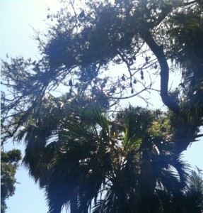 The image shows a view looking up at a tree canopy with sunlight filtering through the branches. The trees have dense foliage, and there are several bats hanging upside down from the branches. The sky is clear and blue, indicating a sunny day.