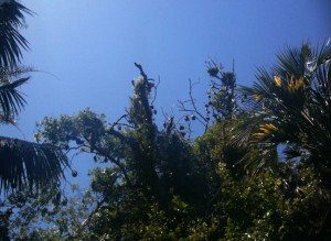 The image shows the tops of several trees against a clear blue sky. The trees have dense green foliage, and some of them appear to have nests or clusters of branches at their tops. The sunlight is bright, indicating a sunny day.