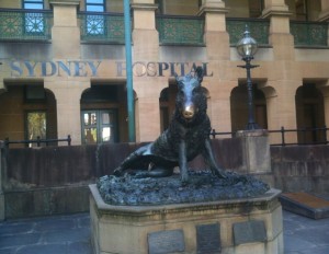 The image shows a bronze statue of a wild boar, known as "Il Porcellino," situated in front of the Sydney Hospital. The statue is mounted on a stone pedestal, and the boar's snout appears shiny, likely from being touched frequently by visitors. The background features the facade of the hospital building with arched windows and a sign that reads "SYDNEY HOSPITAL." There is also a vintage-style street lamp near the statue.