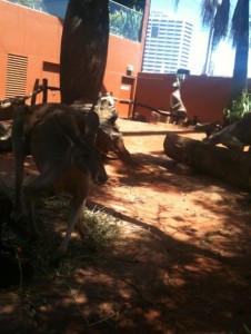 The image shows a group of kangaroos in an outdoor enclosure. The ground is covered with reddish dirt, and there are some logs and rocks scattered around. In the background, there is a tall building visible beyond the enclosure's walls, indicating that the enclosure is located in an urban area. The kangaroos are in various positions, with one in the foreground standing and others resting or sitting. The enclosure is partially shaded by trees.