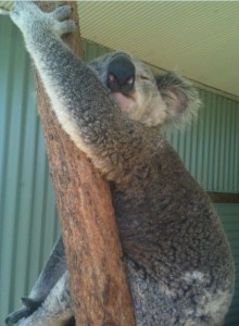 A koala is hugging a tree trunk while sleeping. The koala has its eyes closed and appears to be comfortably resting. The background shows a corrugated metal wall.