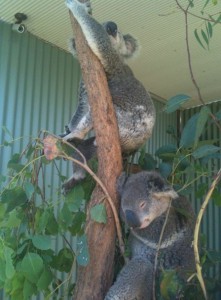 The image shows two koalas in a tree. One koala is climbing up the tree trunk, while the other is resting on a lower branch. The background includes green leaves and a corrugated metal wall.