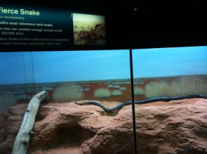 The image shows a display in a museum or zoo featuring a "Fierce Snake," also known as the Inland Taipan. The snake is in an enclosure that mimics its natural habitat, with a sandy, rocky terrain and sparse vegetation. The background of the enclosure is painted to resemble a desert landscape. There is a sign in the top left corner providing information about the snake, including that it is the world's most venomous land snake. The snake itself is visible, stretched out along the ground and partially on a piece of wood.