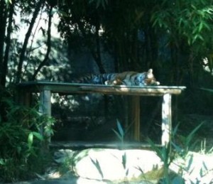 A tiger is lying on a wooden platform surrounded by dense greenery and bamboo plants. The area appears to be shaded, providing a cool resting spot for the tiger.