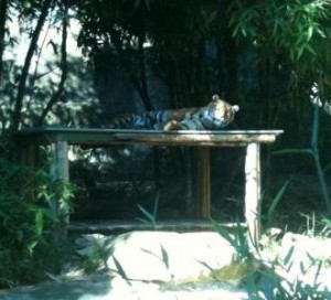 A tiger is lying on a wooden platform in a shaded area surrounded by greenery. The platform is elevated, and the tiger appears to be resting comfortably. The background includes trees and plants, creating a natural and serene environment.