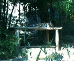 A tiger is lying on a wooden platform surrounded by dense greenery and bamboo plants. The area appears to be shaded and part of a natural or zoo enclosure. The tiger is resting with its body stretched out on the platform.