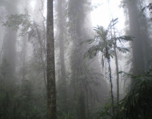 The image shows a misty forest with tall trees and dense vegetation. A large spider web is prominently visible between two trees in the foreground. The atmosphere appears foggy, creating a mysterious and serene ambiance.