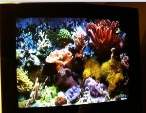 The image shows a vibrant and colorful coral reef displayed on a screen. The reef is filled with various types of corals in different shapes and colors, including red, yellow, green, and purple. The background is a deep blue, giving the impression of an underwater scene.