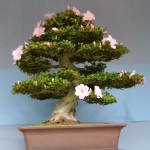 A bonsai tree with a thick, twisted trunk and several layers of branches is displayed in a rectangular pot. The tree has dense green foliage and is adorned with light pink flowers. The background is a gradient of light blue to gray.