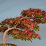 A bonsai tree with a twisted trunk and branches, adorned with numerous small, vibrant red flowers and green leaves, is displayed against a plain, light blue background.