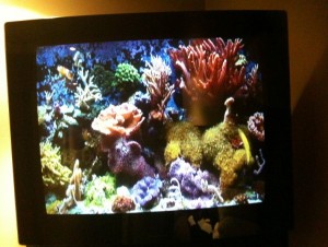 The image shows a television screen displaying a vibrant underwater scene featuring a variety of colorful corals and marine life. The corals are in different shapes and colors, including red, orange, green, and purple. The scene appears to be from a nature documentary or an aquarium display.