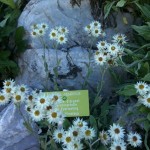 The image shows a cluster of small white flowers with yellow centers growing among green foliage and rocks. There is a green label among the flowers that reads "Anaphalis nepalensis," followed by text in multiple languages, including "Edelweiss d'argent," "Perimortelle," "Everlasting," and "Himalaya."