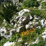 The image shows a rocky hillside with various green plants and vibrant flowers growing among the rocks. There are clusters of yellow and orange flowers prominently visible. In the background, there is a stone structure with a doorway, partially obscured by the vegetation. A rope railing is also visible near the structure, likely for safety or guidance. The scene appears to be a natural, mountainous area with a mix of wild flora.