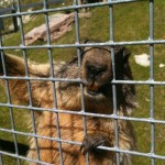 A close-up image of a marmot standing on its hind legs behind a metal wire fence. The marmot is looking directly at the camera with its nose and front teeth visible through the gaps in the fence. The background shows a grassy area with some rocks and a structure in the distance.