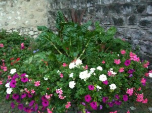 a close-up of a flower bed