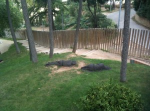 The image shows a grassy area with several trees and a wooden fence in the background. On the ground, there are two large sculptures of human figures lying down, partially covered with what appears to be black material. The scene is outdoors, and there is a pathway visible behind the fence.