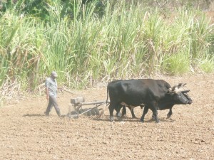 A person is plowing a field with the help of two black oxen. The person is walking behind the oxen, guiding a plow through the soil. In the background, there is tall green vegetation. The scene appears to be in a rural agricultural setting.